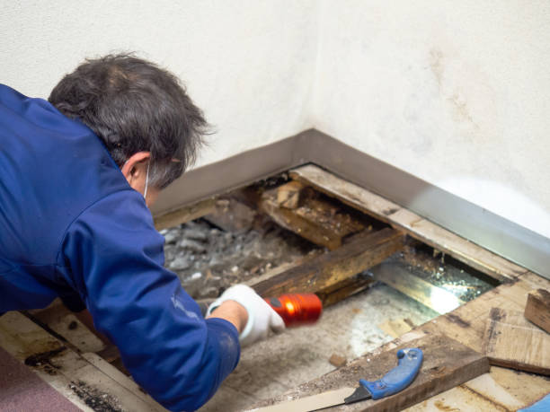 Crawl Space Mold Removal in Clovis, NM
