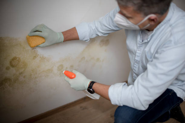 Best Best Mold Removal Companies  in Clovis, NM