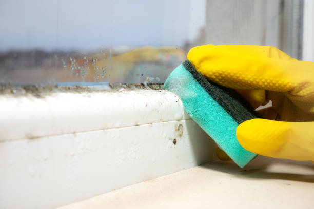 Best Mold Testing  in Clovis, NM