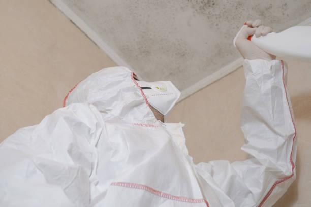 Best Mold Damage Repair  in Clovis, NM