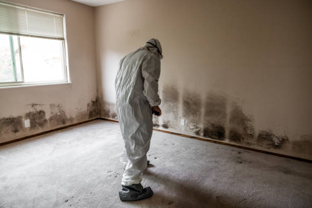 Attic Mold Removal in Clovis, NM