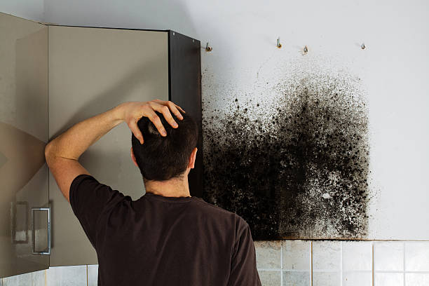Reliable Clovis, NM Mold Removal Solutions