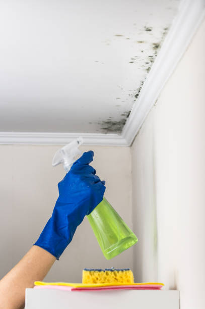 Best Mold Remediation  in Clovis, NM