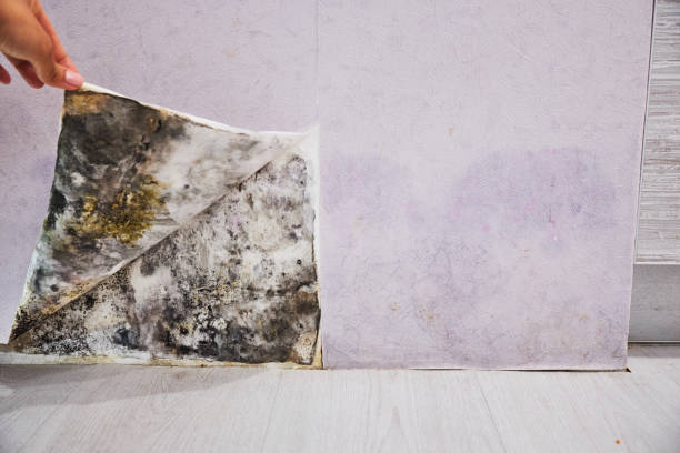 Best Mold Testing and Removal  in Clovis, NM